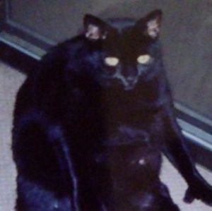 Meet your Posher, Beef